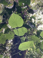 Piper umbellatum