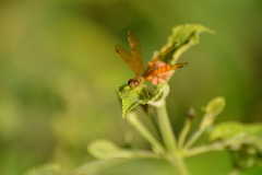 Perithemis icteroptera