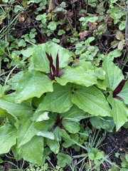 Trillium angustipetalum