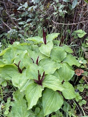 Trillium angustipetalum