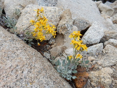 Arnica nevadensis