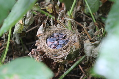 Turdus merula