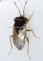 Geocoris megacephalus