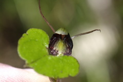 Corybas hypogaeus