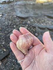 Mollusca