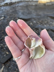 Mollusca