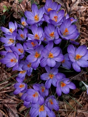 Crocus tommasinianus