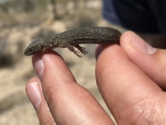 Xantusia vigilis