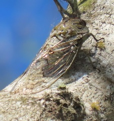 Oxypleura lenihani
