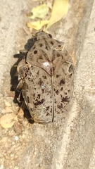 Gymnetis litigiosa
