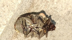 Gymnetis litigiosa
