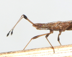Berytinus