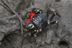 Neosarmatium smithi