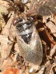 Geocoris megacephalus