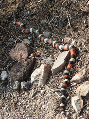 Lampropeltis polyzona