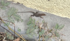Pholidoscelis exsul