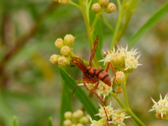 Tachypompilus xanthopterus