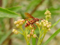 Tachypompilus xanthopterus