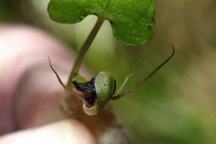 Corybas hypogaeus