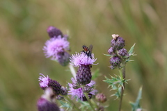 Eriothrix rufomaculata