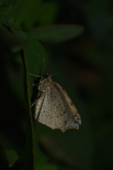 Digonis aspersa