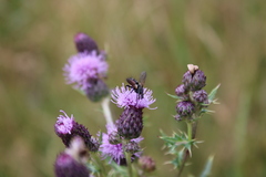 Eriothrix rufomaculata