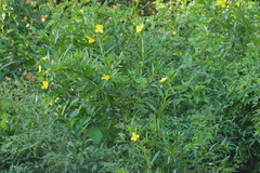 Ludwigia elegans