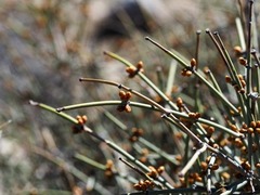 Ephedra