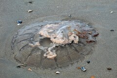 Rhopilema verrilli