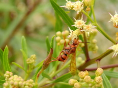 Tachypompilus xanthopterus