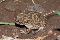 Vandijkophrynus