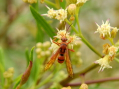 Tachypompilus xanthopterus