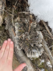 Peltigera canina