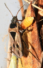 Xanthochilus quadratus