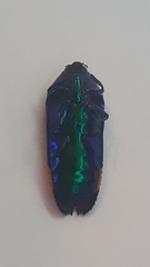 Conognatha