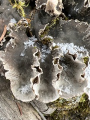 Peltigera canina