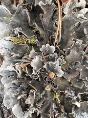 Peltigera canina