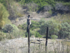 Geococcyx californianus