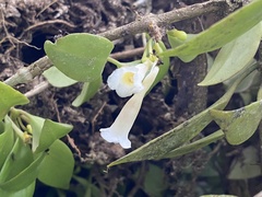 Codonanthopsis uleana