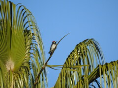Melanerpes formicivorus angustifrons