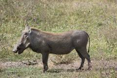 Phacochoerus africanus