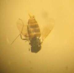 Aphelinidae