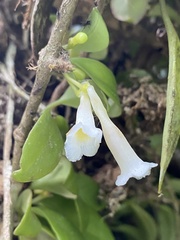 Codonanthopsis uleana