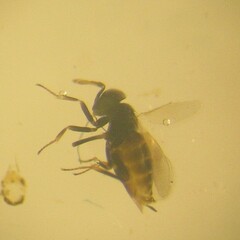 Aphelinidae