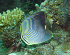 Chaetodon baronessa