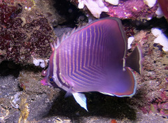 Chaetodon baronessa