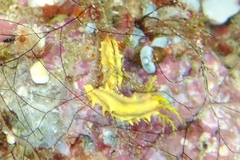 Colochirus robustus