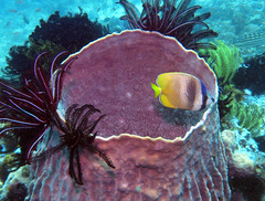 Chaetodon kleinii