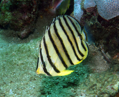 Chaetodon octofasciatus