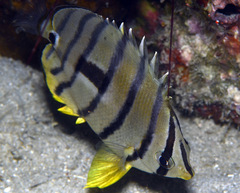 Chaetodon octofasciatus